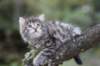 simonboy6weeks20972_small.jpg