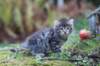 simonboy6weeks20973_small.jpg