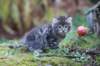 simonboy6weeks20974_small.jpg