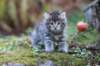 simonboy6weeks20975_small.jpg