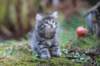 simonboy6weeks20976_small.jpg