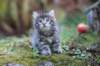 simonboy6weeks20977_small.jpg