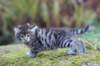 simonboy6weeks20978_small.jpg