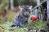 simonboy6weeks20979_small.jpg