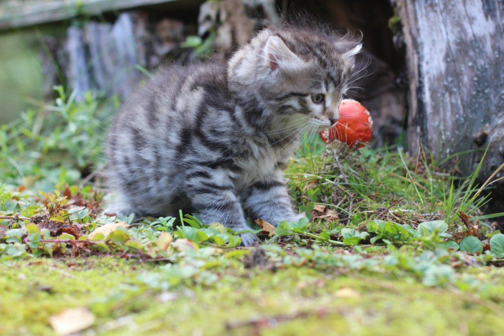 simonboy6weeks2098.jpg