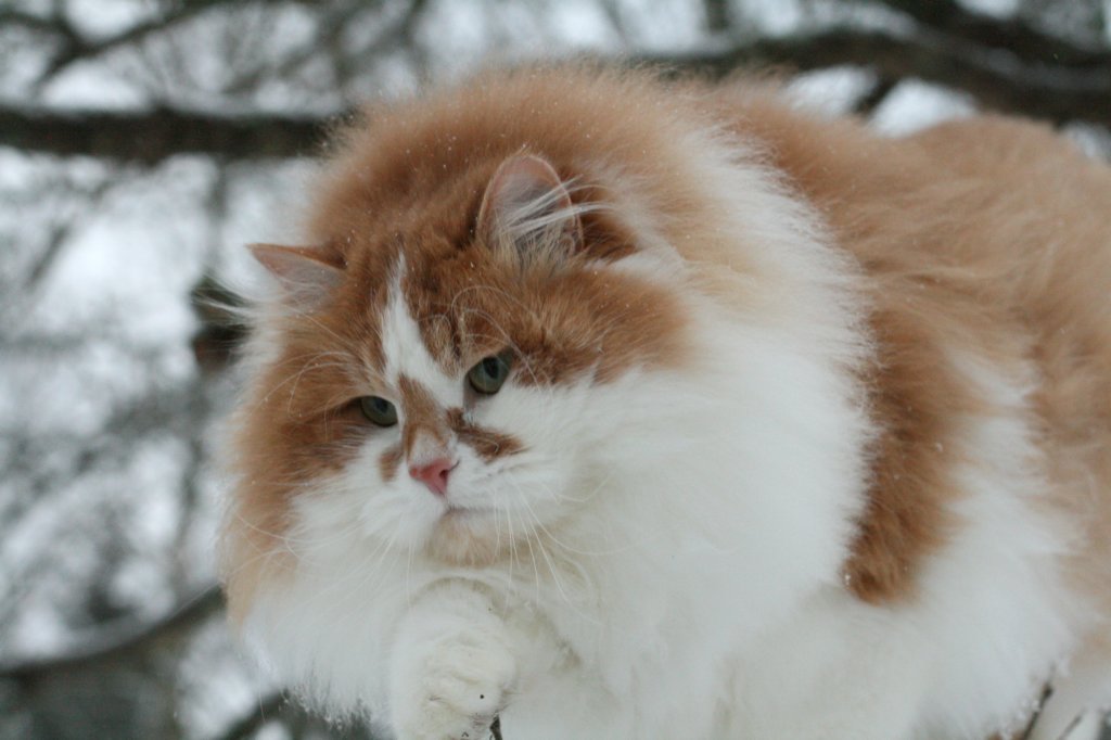 scamurinhiskiadvmsibd0323malesiberian.jpg