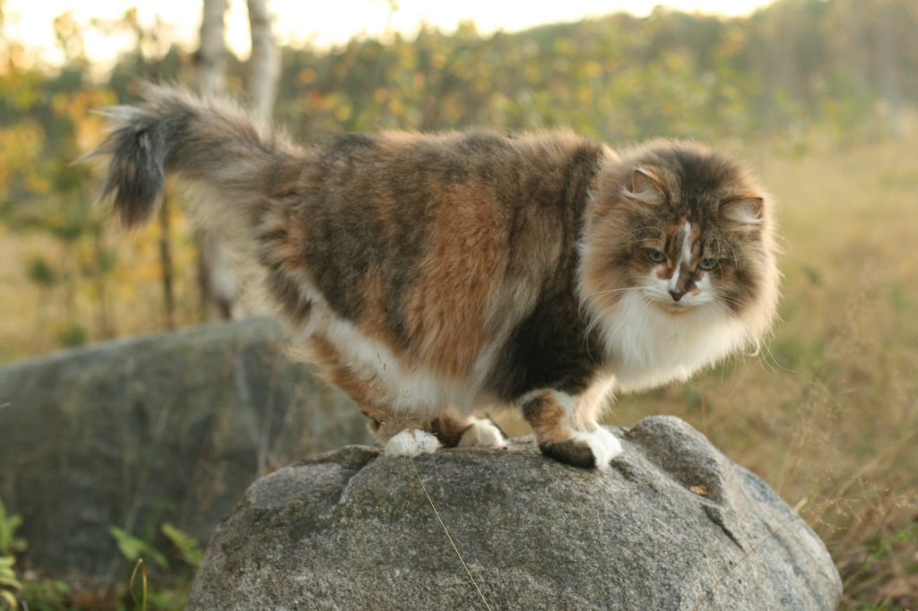 avilaimg_0396.jpg