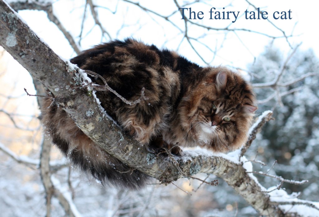 thefairytalecat1.jpg