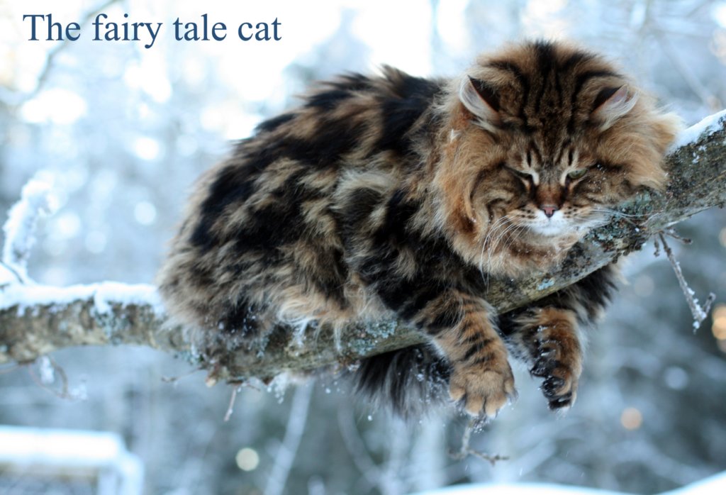 thefairytalecat7.jpg