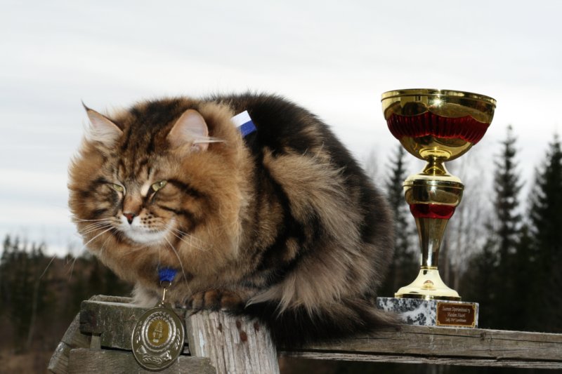gicamurinesrasuomensiperiankissatparasnuorijaiiparasaikuinen2008gicamurinesrabestsiberiancatyoungfor2008andsecondbestadultsiberiancatcluboffinland26.jpg