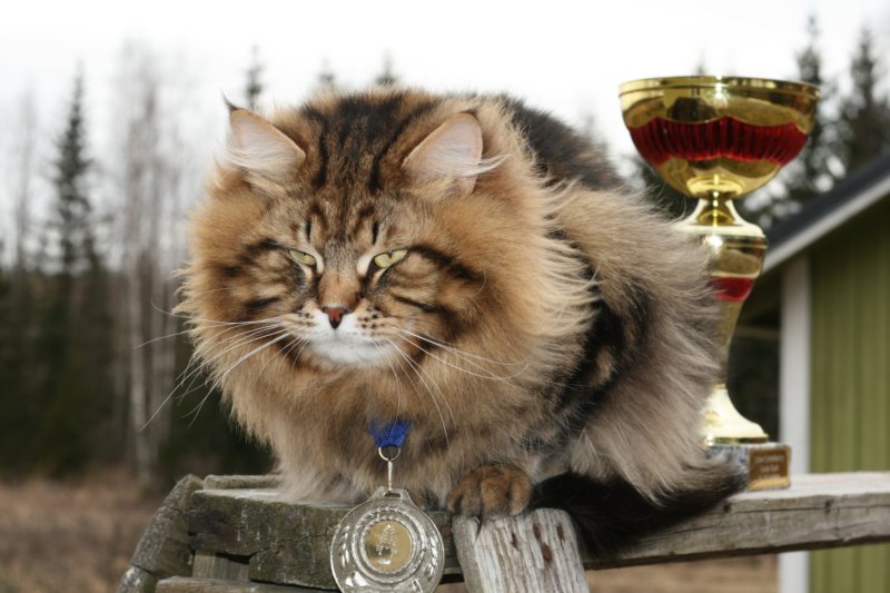gicamurinesrasuomensiperiankissatparasnuorijaiiparasaikuinen2008gicamurinesrabestsiberiancatyoungfor2008andsecondbestadultsiberiancatcluboffinland27.jpg