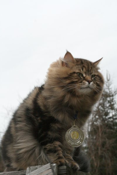 gicamurinesrasuomensiperiankissatparasnuorijaiiparasaikuinen2008gicamurinesrabestsiberiancatyoungfor2008andsecondbestadultsiberiancatcluboffinland34.jpg
