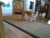 img_20190403_164420_small.jpg
