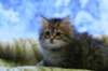 img_4894_small.jpg
