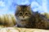 img_4895_small.jpg