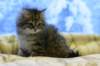 img_4905_small.jpg