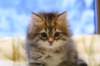 img_4910_small.jpg