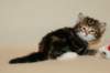 taddeusboyn092212_small.jpg