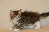 talitagirlsibn092411_small.jpg