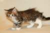 talitagirlsibn09243_small.jpg
