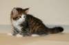 titusboysibny09245_small.jpg