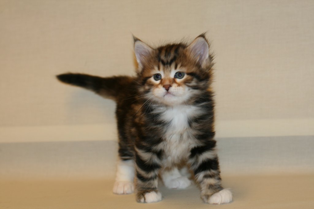 taddeusboy5weeks2212201412.jpg