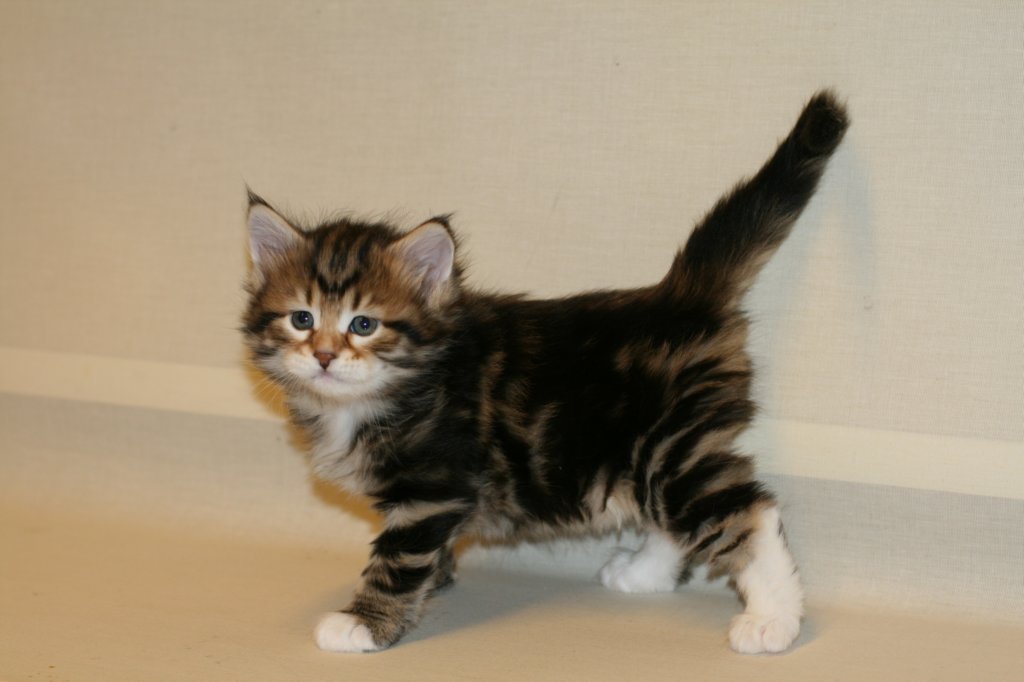 taddeusboy5weeks221220149.jpg