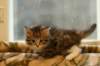 talitagirl5weeks221220142_small.jpg