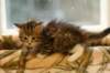 talitagirl5weeks221220143_small.jpg