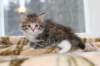 talitagirl5weeks221220144_small.jpg