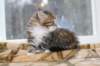 talitagirl5weeks221220145_small.jpg