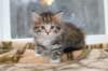 talitagirl5weeks221220146_small.jpg