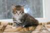 talitagirl5weeks221220147_small.jpg