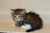 talitagirl5weeks221220148_small.jpg