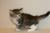 talitagirl5weeks221220149_small.jpg