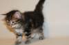 tirsagirl5weeks2212201411_small.jpg