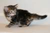 tirsagirl5weeks2212201413_small.jpg