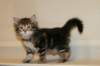 tirsagirl5weeks2212201414_small.jpg