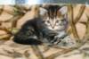 tirsagirl5weeks221220146_small.jpg