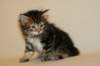 tirsagirl5weeks221220149_small.jpg