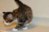 titusboy5weeks2212201412_small.jpg