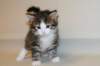 titusboy5weeks2212201413_small.jpg