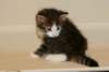 titusboy5weeks221220142_small.jpg