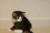 titusboy5weeks221220143_small.jpg