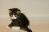 titusboy5weeks221220144_small.jpg