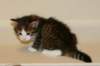 titusboy5weeks22122014_small.jpg