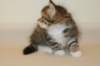 talitagirln09247_small.jpg