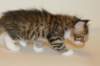 talitagirln09249_small.jpg