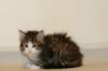 titusboysibn09244_small.jpg