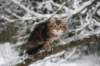 tirsa105weeks23_small.jpg